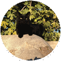  gardiennage animaux pendant vos vacances